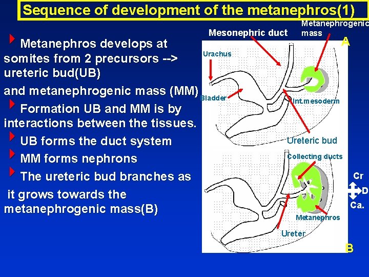 Sequence of development of the metanephros(1) 4 Metanephros develops at Mesonephric duct Urachus somites