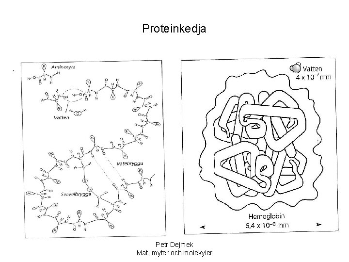 Proteinkedja Petr Dejmek Mat, myter och molekyler 