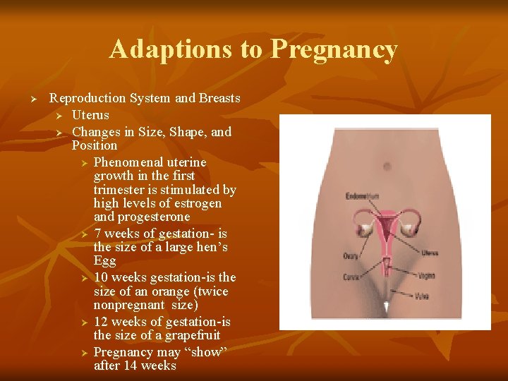 Adaptions to Pregnancy Ø Reproduction System and Breasts Ø Uterus Ø Changes in Size,