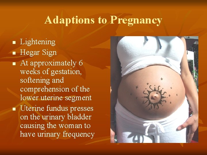 Adaptions to Pregnancy n n Lightening Hegar Sign At approximately 6 weeks of gestation,