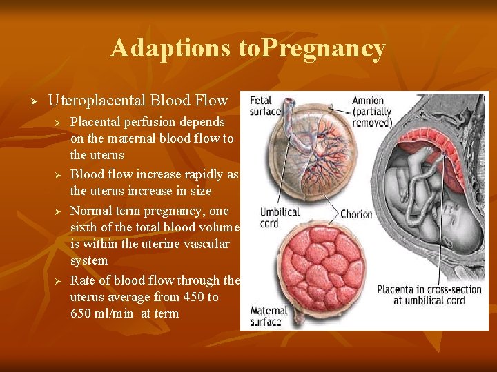 Adaptions to. Pregnancy Ø Uteroplacental Blood Flow Ø Ø Placental perfusion depends on the
