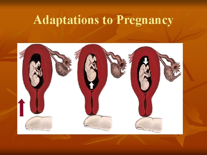 Adaptations to Pregnancy 