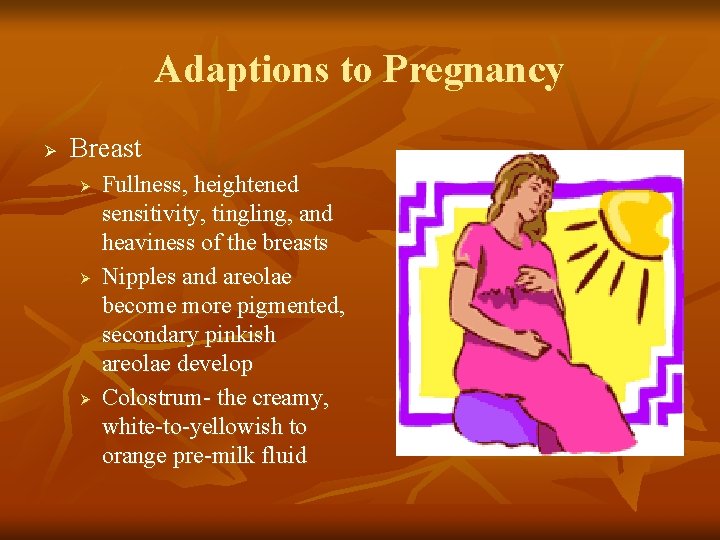 Adaptions to Pregnancy Ø Breast Ø Ø Ø Fullness, heightened sensitivity, tingling, and heaviness