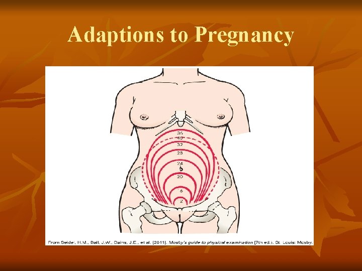 Adaptions to Pregnancy 