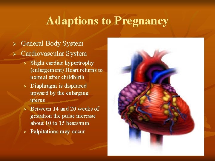Adaptions to Pregnancy Ø Ø General Body System Cardiovascular System Ø Ø Slight cardiac