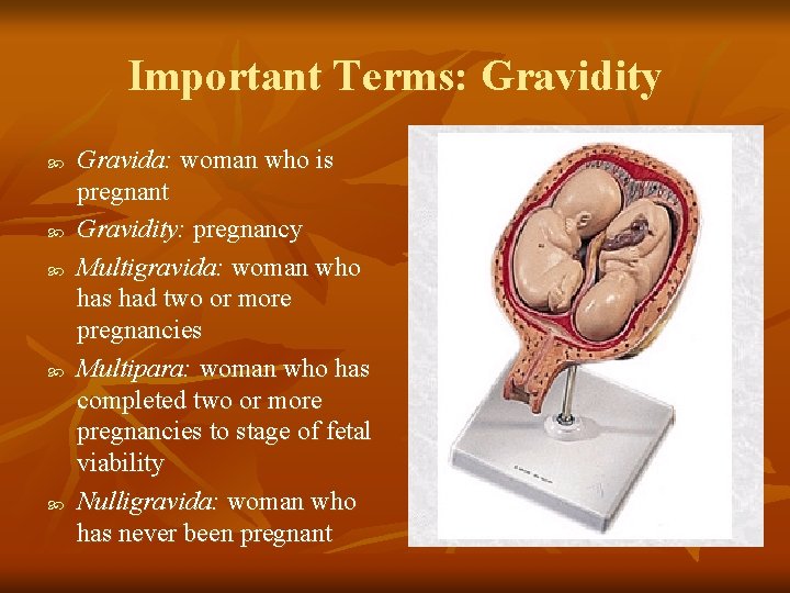 Important Terms: Gravidity Gravida: woman who is pregnant Gravidity: pregnancy Multigravida: woman who has