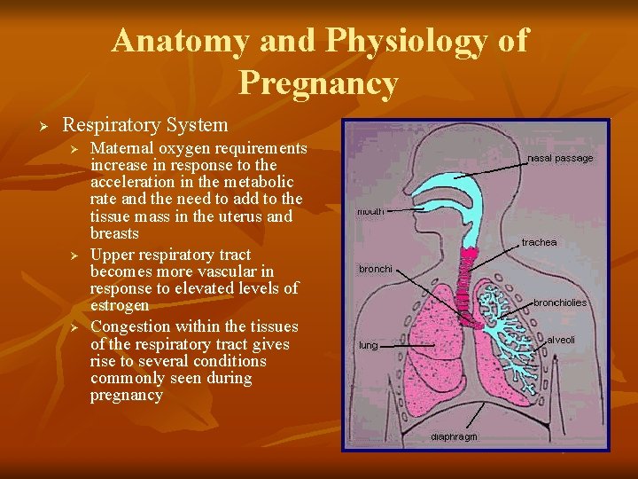 Anatomy and Physiology of Pregnancy Ø Respiratory System Ø Ø Ø Maternal oxygen requirements
