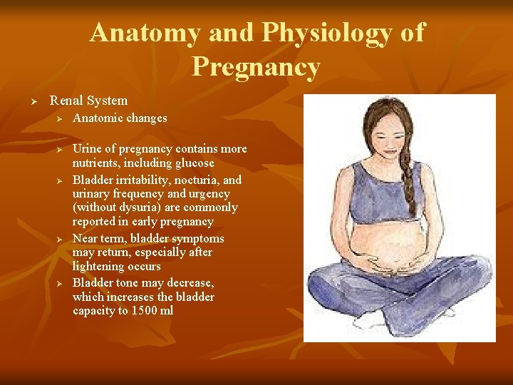 Anatomy and Physiology of Pregnancy Ø Renal System Ø Ø Ø Anatomic changes Urine