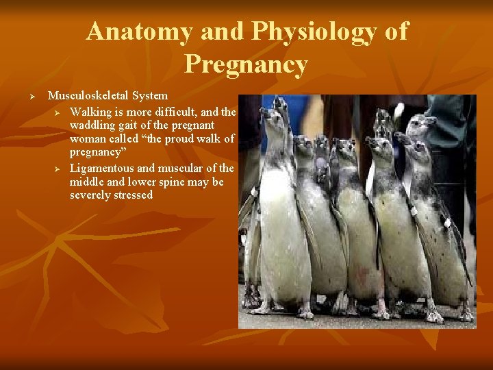 Anatomy and Physiology of Pregnancy Ø Musculoskeletal System Ø Walking is more difficult, and