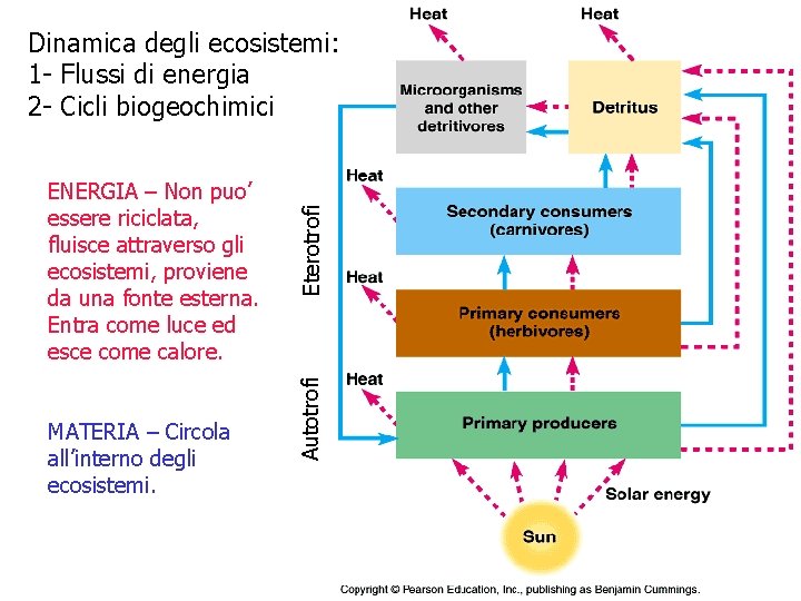 MATERIA – Circola all’interno degli ecosistemi. Autotrofi ENERGIA – Non puo’ essere riciclata, fluisce