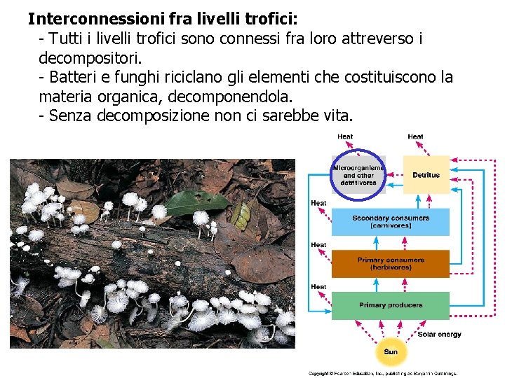 Interconnessioni fra livelli trofici: - Tutti i livelli trofici sono connessi fra loro attreverso