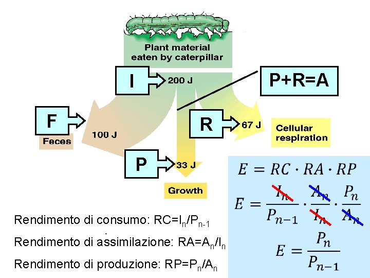 P+R=A I F R P Rendimento di consumo: RC=In/Pn-1 Rendimento di assimilazione: RA=An/In Rendimento