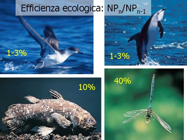 Efficienza ecologica: NPn/NPn-1 1 -3% 10% 40% 