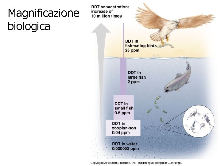 Magnificazione biologica 