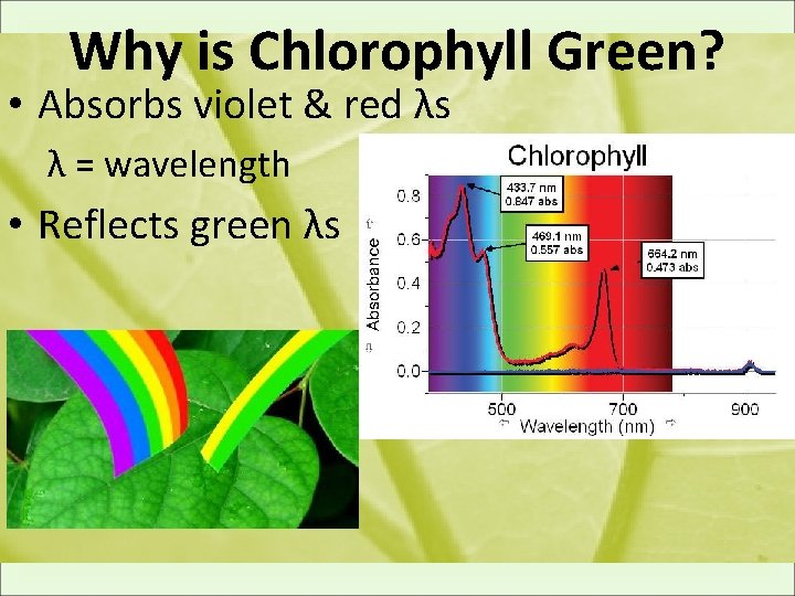 Why is Chlorophyll Green? • Absorbs violet & red λs λ = wavelength •