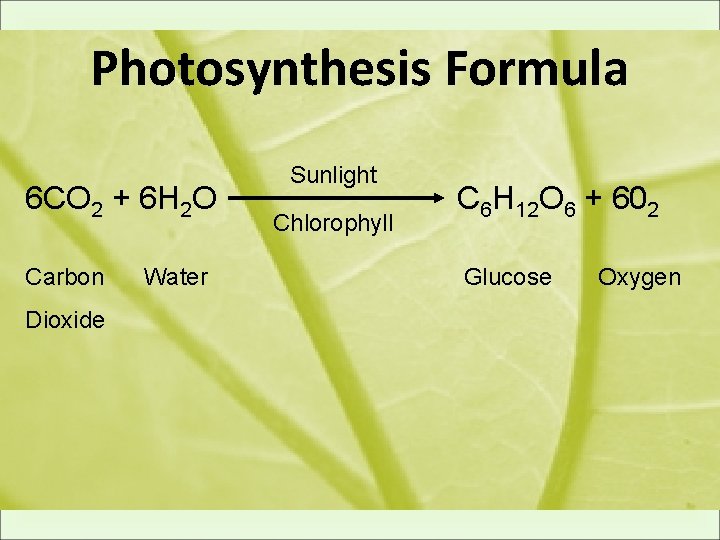 Photosynthesis Formula 6 CO 2 + 6 H 2 O Carbon Dioxide Water Sunlight