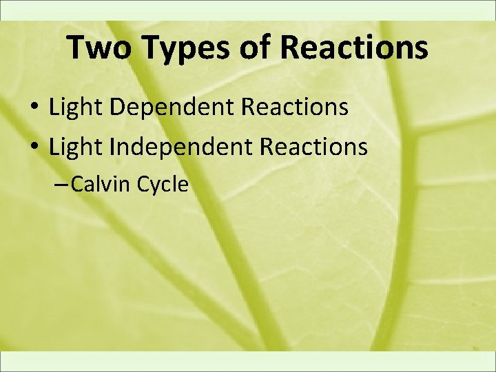 Two Types of Reactions • Light Dependent Reactions • Light Independent Reactions – Calvin
