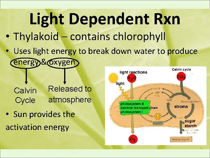 Light Dependent Rxn • Thylakoid – contains chlorophyll • Uses light energy to break