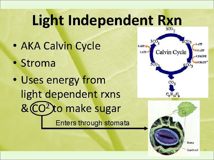 Light Independent Rxn • AKA Calvin Cycle • Stroma • Uses energy from light