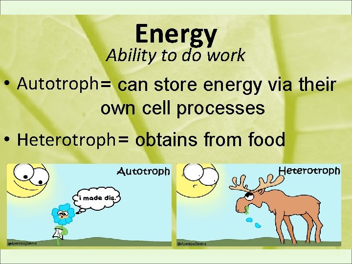 Energy Ability to do work • Autotroph = can store energy via their own