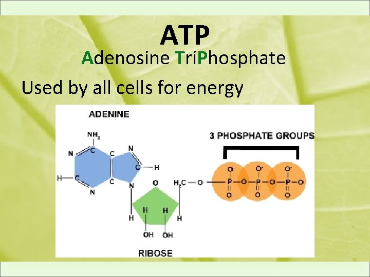 ATP Adenosine Tri. Phosphate Used by all cells for energy 
