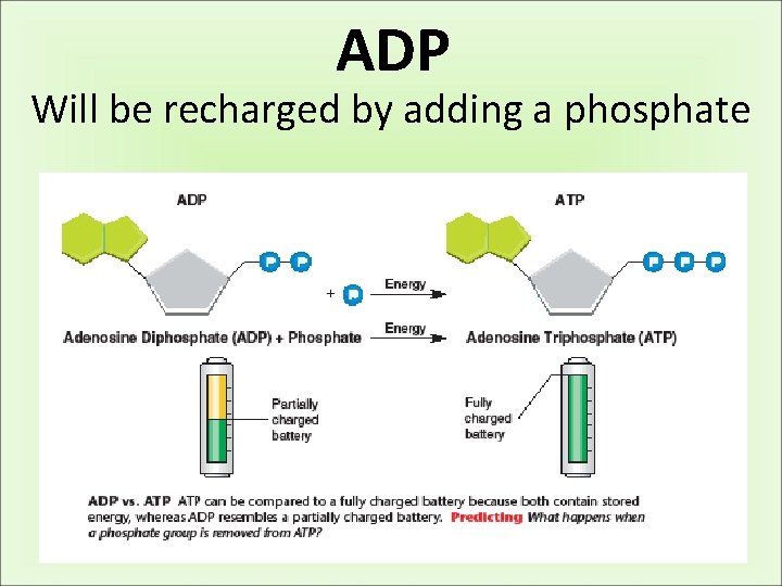 ADP Will be recharged by adding a phosphate 
