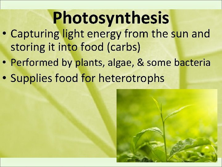 Photosynthesis • Capturing light energy from the sun and storing it into food (carbs)
