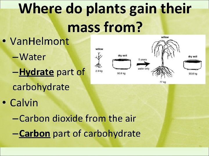 Where do plants gain their mass from? • Van. Helmont – Water – Hydrate