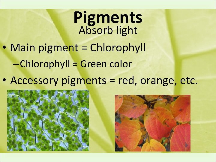 Pigments Absorb light • Main pigment = Chlorophyll – Chlorophyll = Green color •