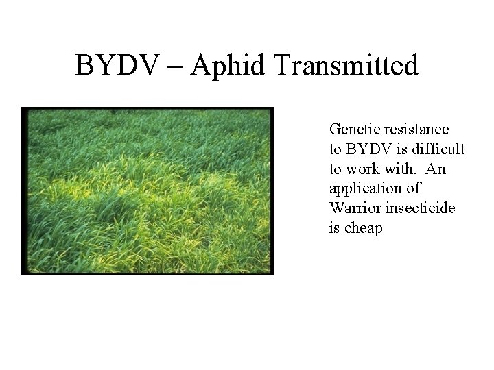 BYDV – Aphid Transmitted Genetic resistance to BYDV is difficult to work with. An