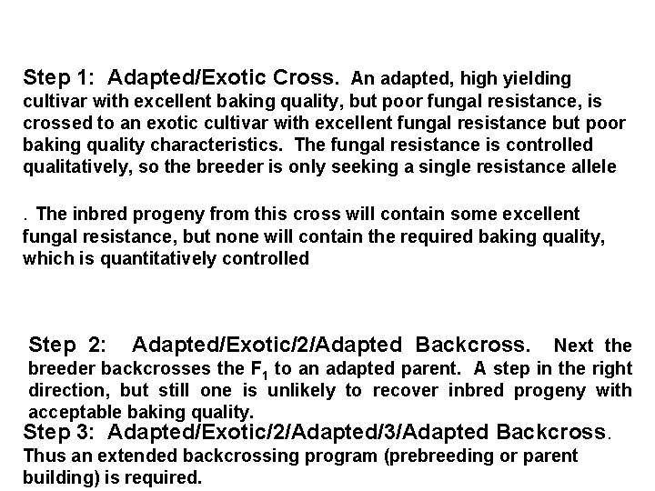 Step 1: Adapted/Exotic Cross. An adapted, high yielding cultivar with excellent baking quality, but