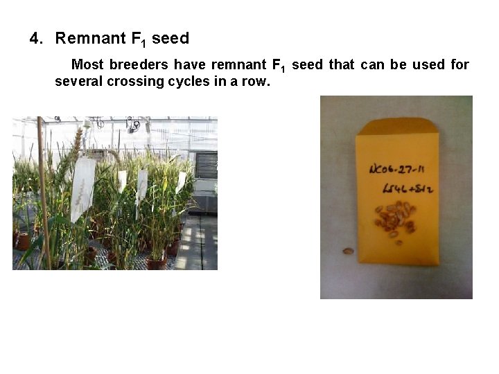 4. Remnant F 1 seed Most breeders have remnant F 1 seed that can