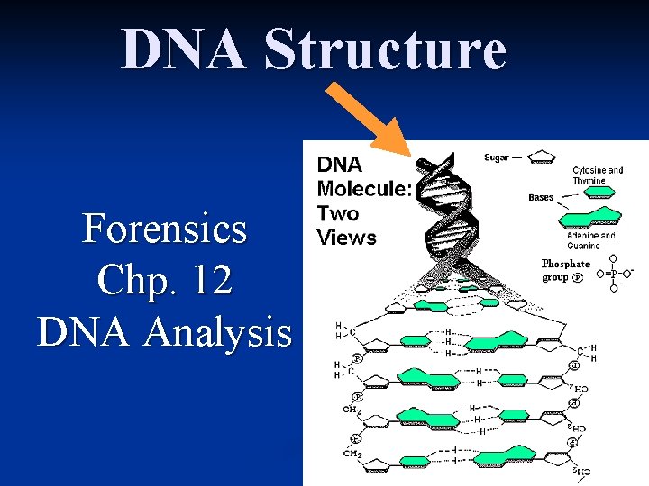 DNA Structure Forensics Chp. 12 DNA Analysis 