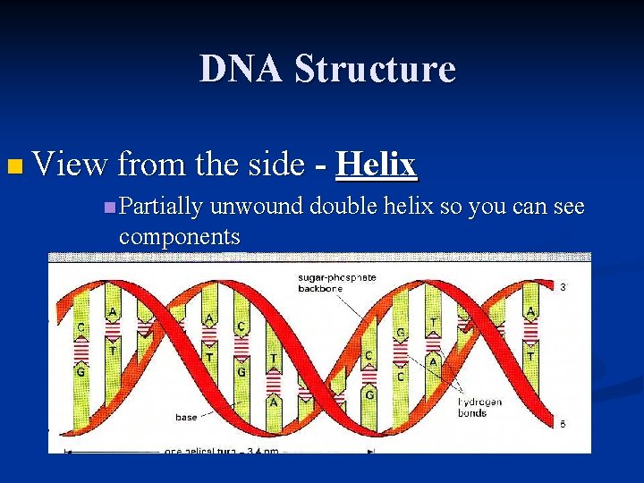 DNA Structure n View from the side - Helix n Partially unwound double helix