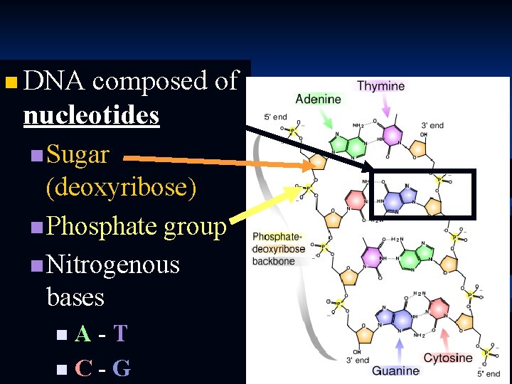 n DNA composed of nucleotides n Sugar (deoxyribose) n Phosphate group n Nitrogenous bases