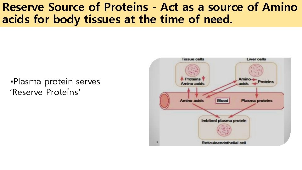 Reserve Source of Proteins - Act as a source of Amino acids for body