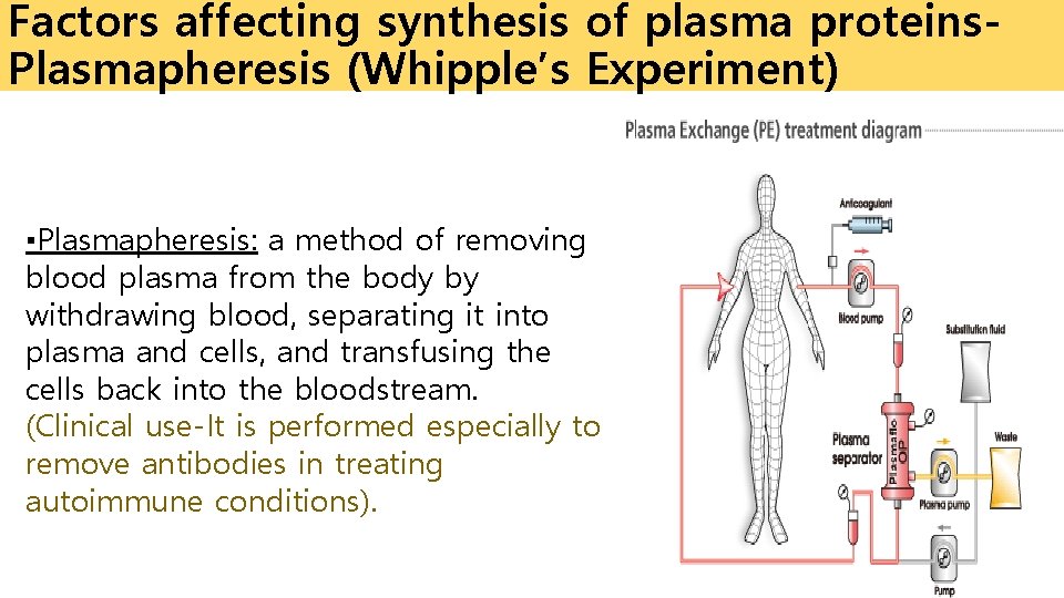 Factors affecting synthesis of plasma proteins. Plasmapheresis (Whipple’s Experiment) ▪Plasmapheresis: a method of removing