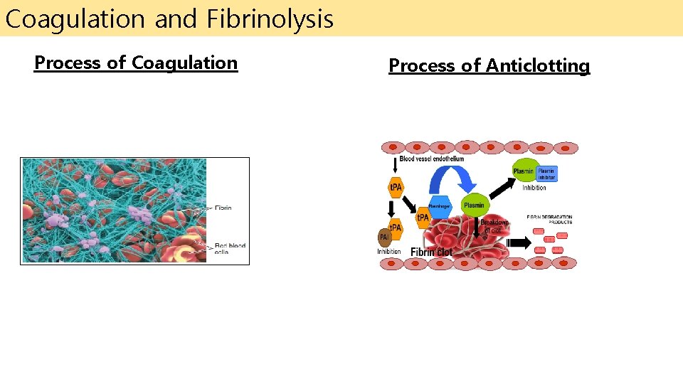 Coagulation and Fibrinolysis Process of Coagulation Process of Anticlotting 