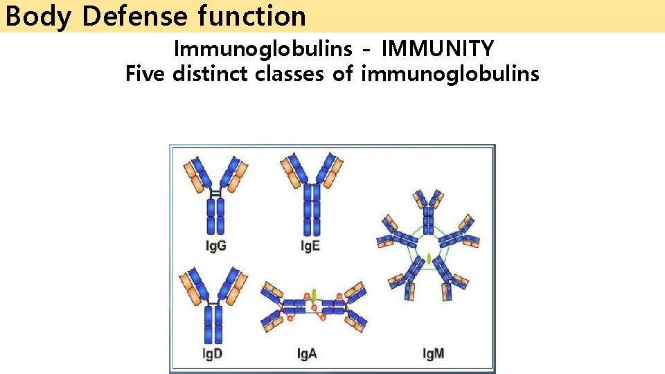 Body Defense function Immunoglobulins – IMMUNITY Five distinct classes of immunoglobulins 