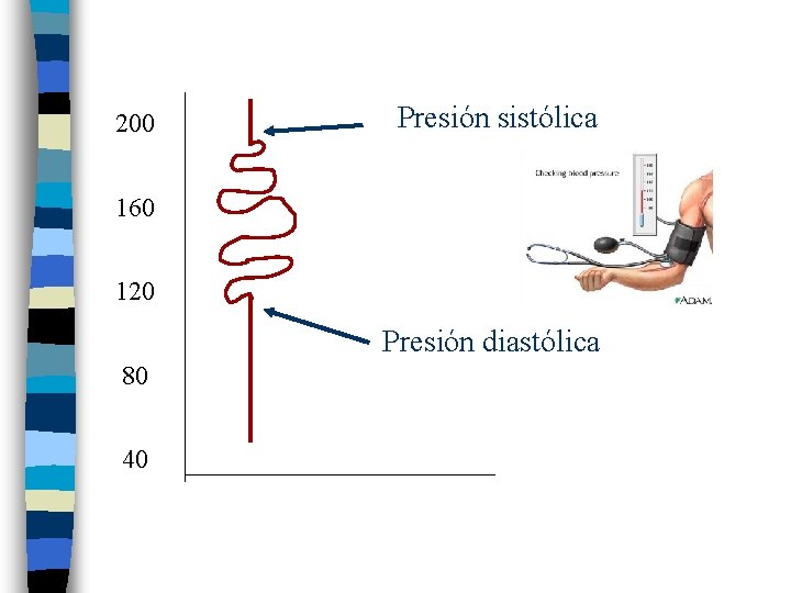 200 Presión sistólica 160 120 Presión diastólica 80 40 