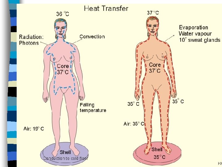 Temperatura corporal 