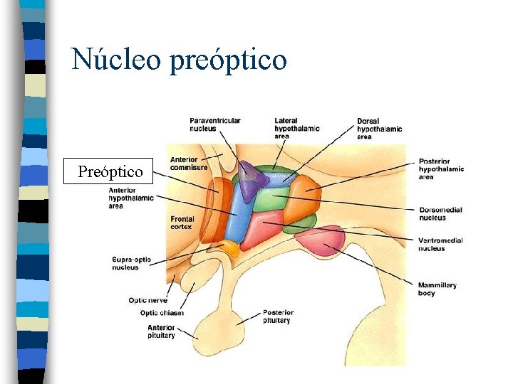 Núcleo preóptico Preóptico 