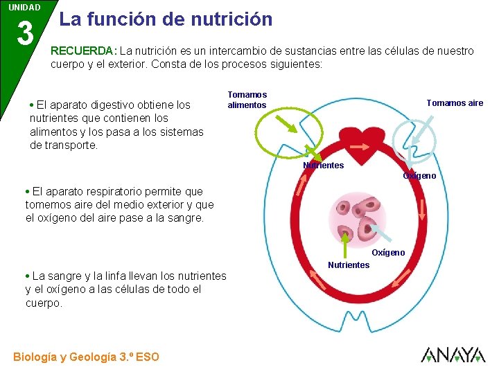 UNIDAD 3 La función de nutrición RECUERDA: La nutrición es un intercambio de sustancias