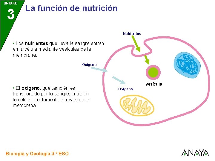 UNIDAD 3 La función de nutrición Nutrientes • Los nutrientes que lleva la sangre