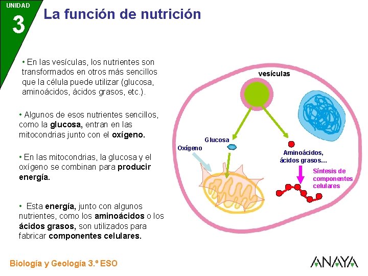 UNIDAD 3 La función de nutrición • En las vesículas, los nutrientes son transformados