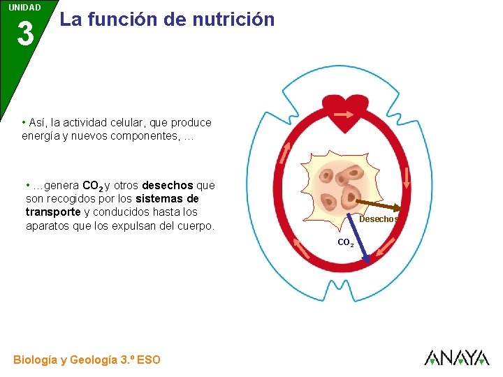 UNIDAD 3 La función de nutrición • Así, la actividad celular, que produce energía