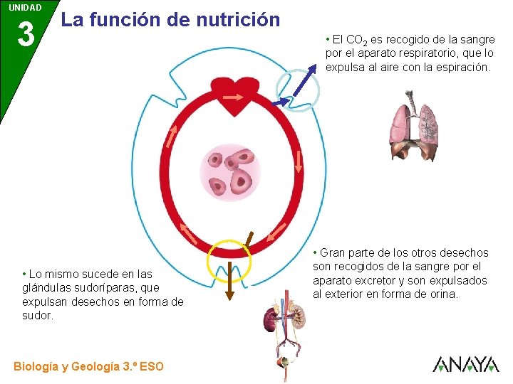 UNIDAD 3 La función de nutrición • Lo mismo sucede en las glándulas sudoríparas,