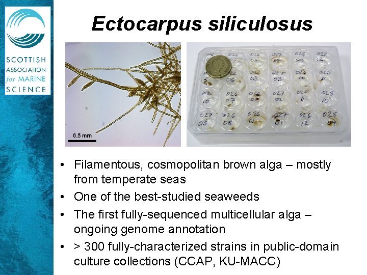 Ectocarpus siliculosus • Filamentous, cosmopolitan brown alga – mostly from temperate seas • One