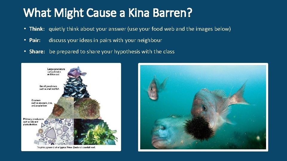 What Might Cause a Kina Barren? • Think: quietly think about your answer (use