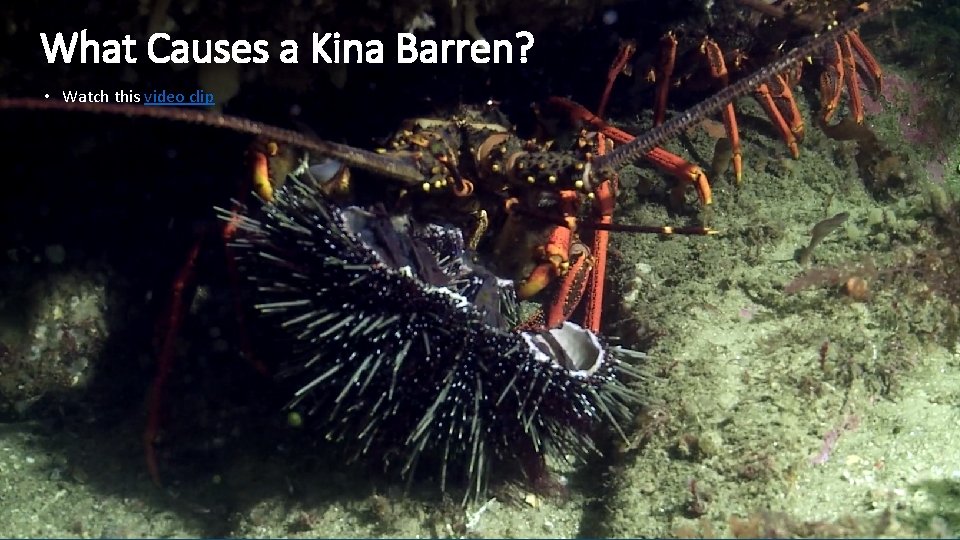 What Causes a Kina Barren? • Watch this video clip 